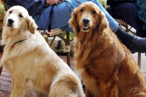 Homeward Bound Rescue