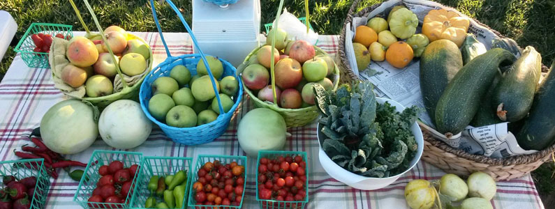 farmers-market