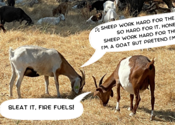 Baa-aad News for Fire Fuels