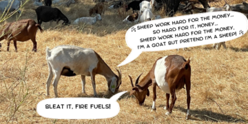 Baa-aad News for Fire Fuels