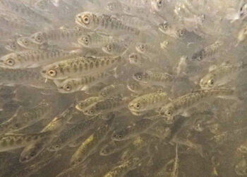 CDFW Releases More Than 2 Million Chinook Salmon Into Klamath River