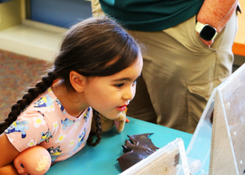 Rio Linda goes Batty!