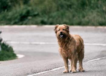 Lost Pet Fees Waived Through July 15th