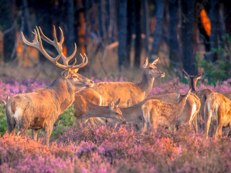 NPO’s Encouraged to Apply for Fundraising Hunting Tags